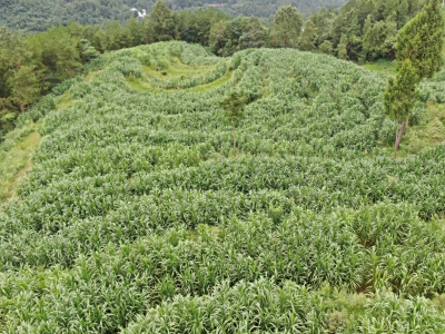 四川网点