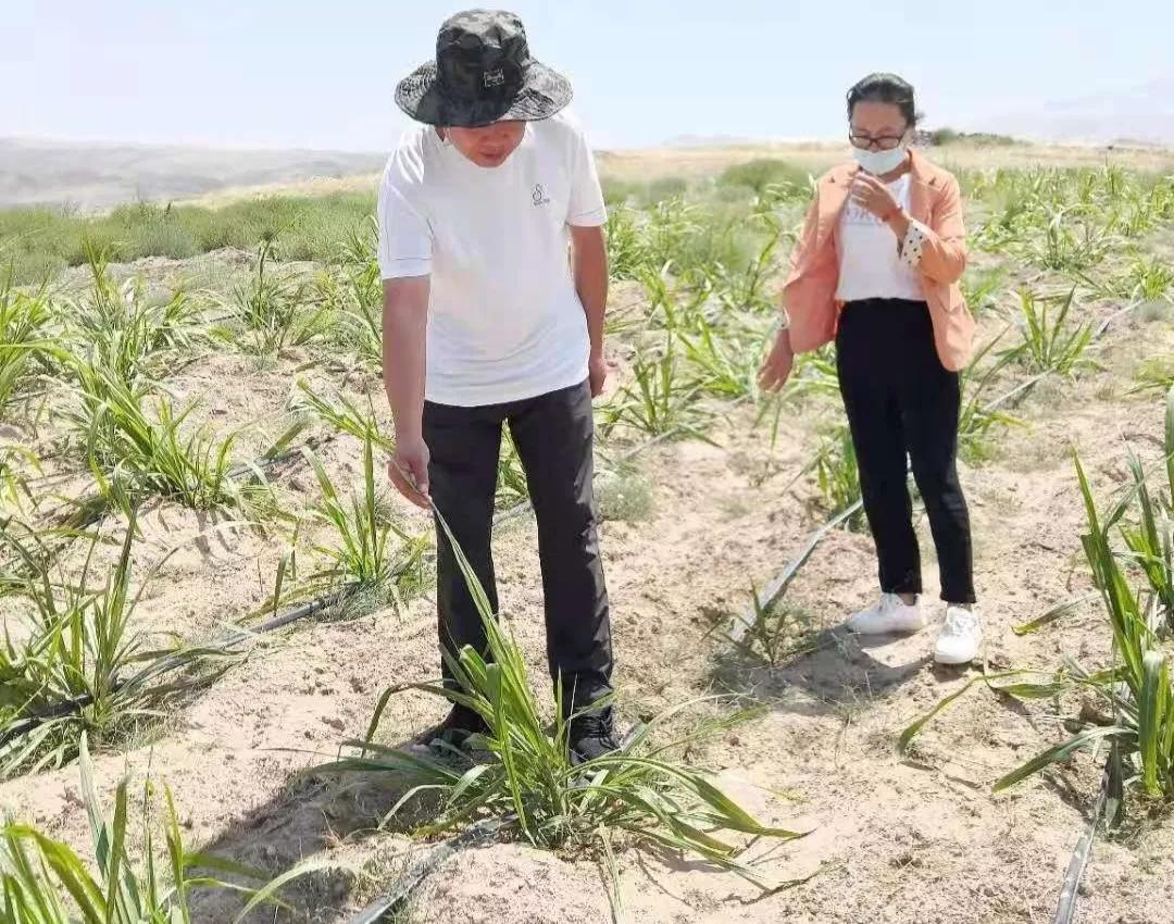 四川金牧粮草在宁夏压沙土上试种成功