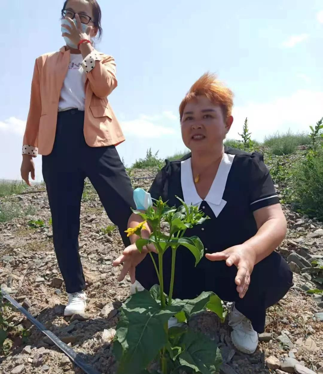 四川金牧粮草在宁夏压沙土上试种成功